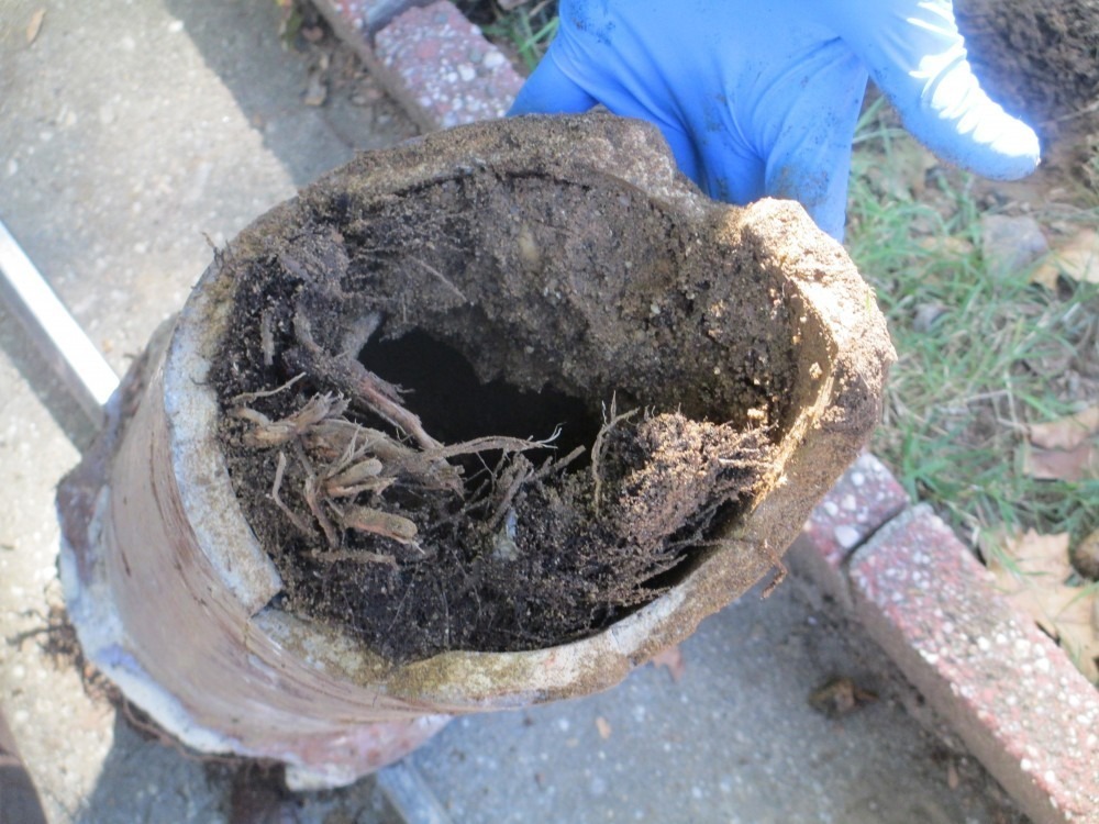 roots-cause-sewer-line-replacement-in-brooklyn-harris-water-main